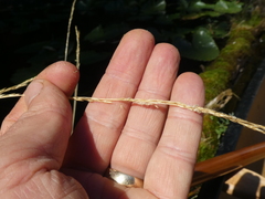 Deschampsia elongata