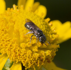 Ceratina strenua