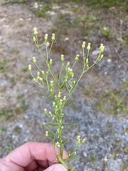 Erigeron