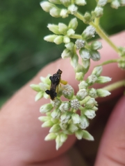 Phymata pennsylvanica