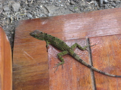 Anolis fraseri