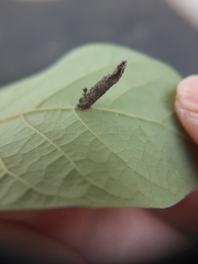 Arthropoda