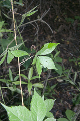 Parthenocissus inserta