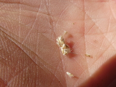 Deschampsia elongata