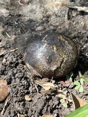 Pisolithus arhizus