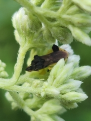 Phymata pennsylvanica