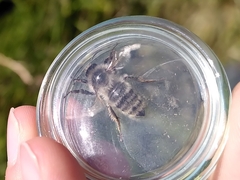 Thoracobombus