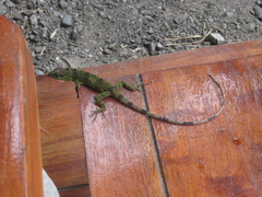 Anolis fraseri