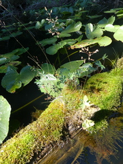 Agrostis oregonensis