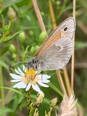 Coenonympha california
