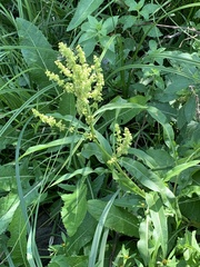 Rumex salicifolius