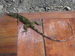 Anolis fraseri