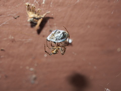 Parasteatoda tepidariorum