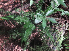 Asplenium
