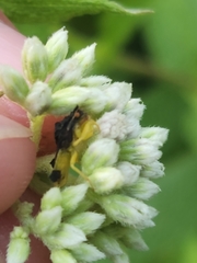 Phymata pennsylvanica