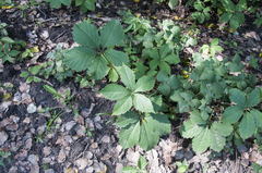 Parthenocissus inserta