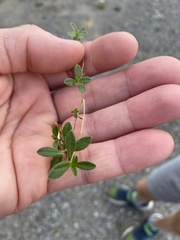 Cerastium holosteoides
