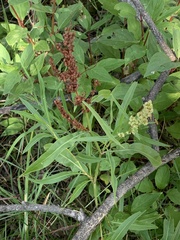 Rumex salicifolius