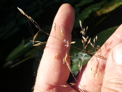 Agrostis oregonensis