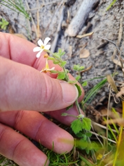 Chaenostoma hispidum