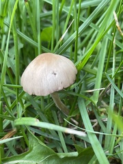 Conocybe apala
