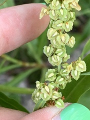 Rumex salicifolius