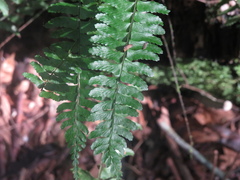 Asplenium
