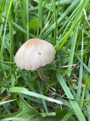 Conocybe apala