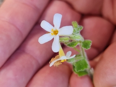 Chaenostoma hispidum