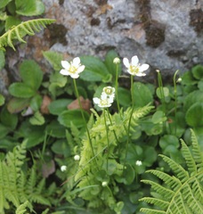 Parnassia fimbriata