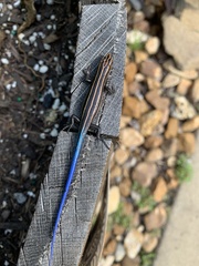 Plestiodon