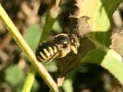 Anthidium manicatum