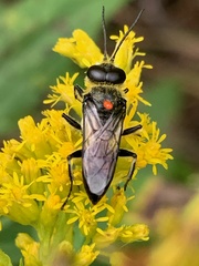 Astata