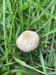 Conocybe apala