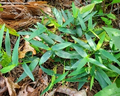 Dichanthelium commutatum