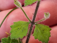 Chaenostoma hispidum