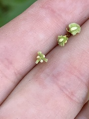 Rumex salicifolius