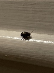 Chrysomelidae