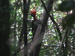 Campephilus robustus