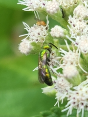 Augochlora pura