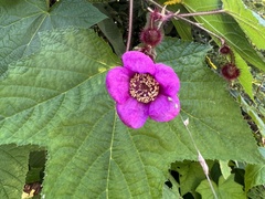 Rubus odoratus