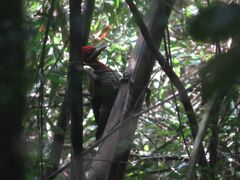 Campephilus robustus