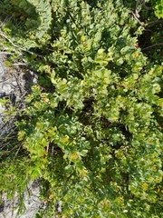 Colpoon compressum