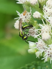 Augochlora pura
