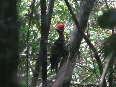 Campephilus robustus