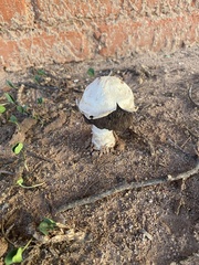 Agaricus deserticola