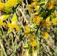 Lepidospartum squamatum