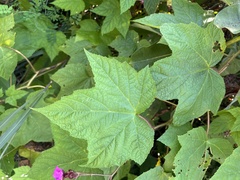 Rubus odoratus