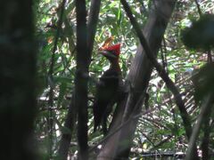 Campephilus robustus