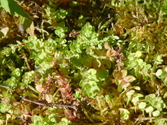 Hypericum anagalloides